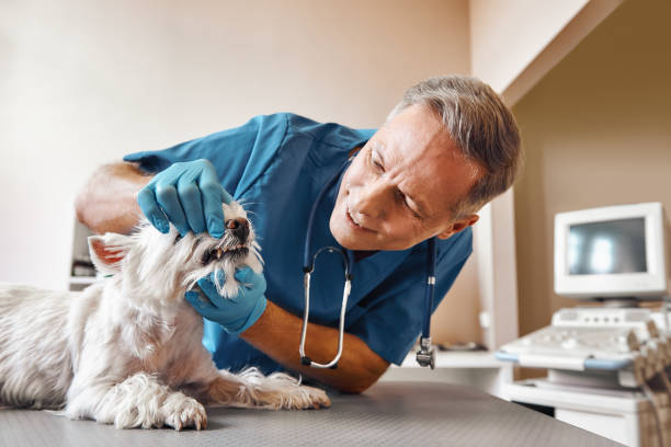 Best Urgent Dental Care  in Presidio, TX